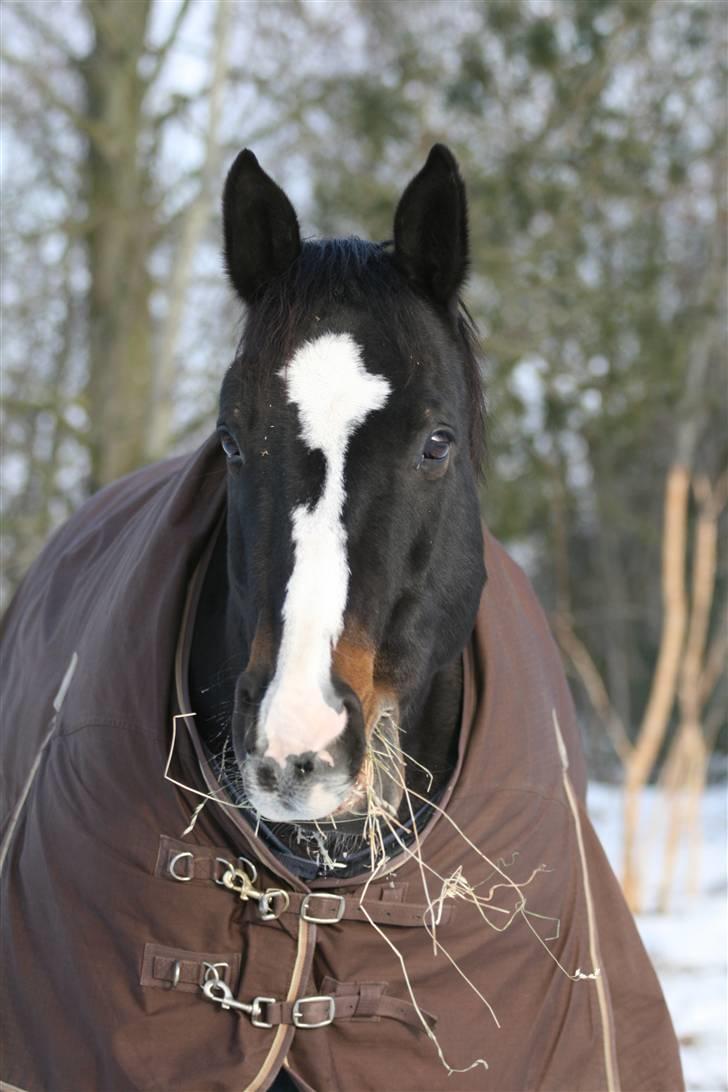 Anden særlig race Kasper  - Endnu et billede af min hest som jeg har haft i næsten 12 år - er desværre blevet aflivet .. :O( billede 17
