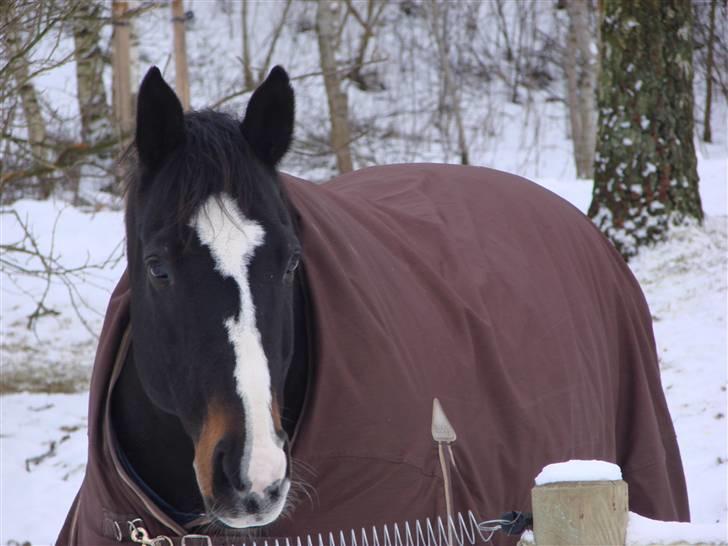 Anden særlig race Kasper  - Min fine pruh hest .. billede 18
