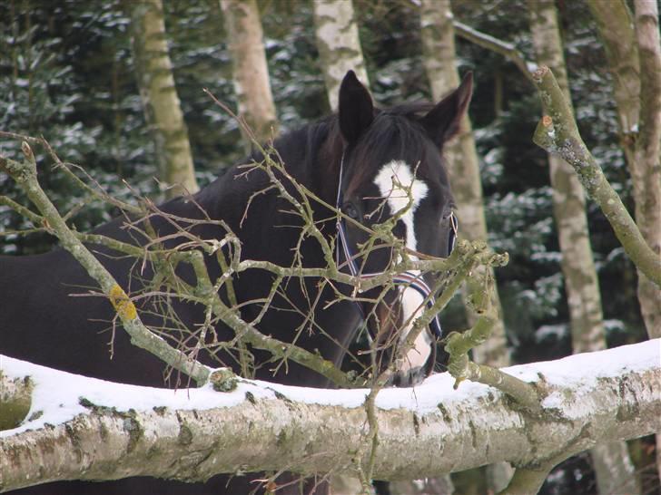 Anden særlig race Kasper  - Kappe gemmer sig ..:o) billede 19