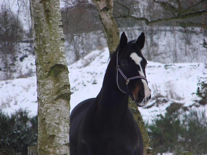 Anden særlig race Kasper  - Det her billede er jeg så glad for - sådan var han altid .. kæk og smækker :o) billede 20