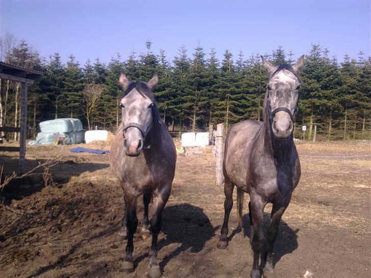 Shagya Araber (SH) Evita - Barnaby & Evita billede 20