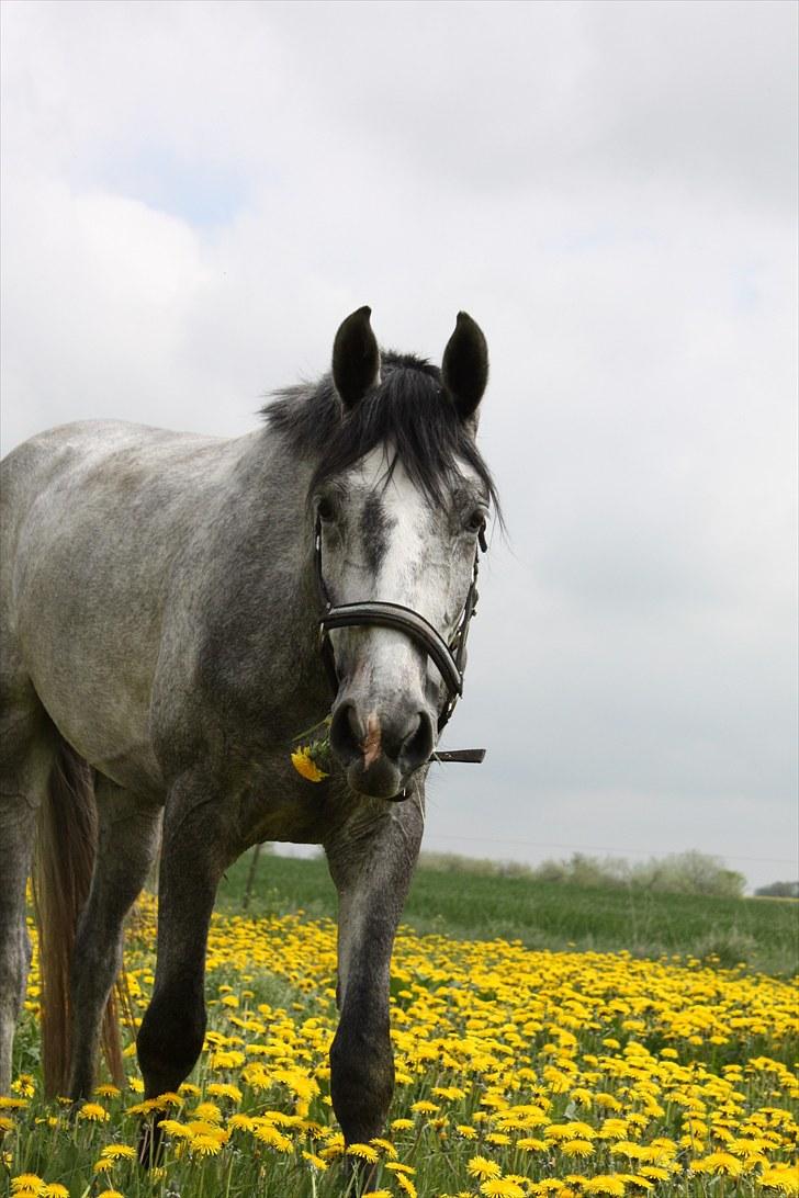 Dansk Varmblod MISIL -  billede 4