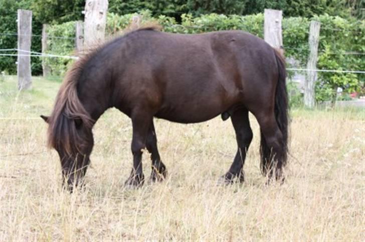 Shetlænder Bøgeskov's Gollie - Gollie 3 år, billed taget af avler billede 1