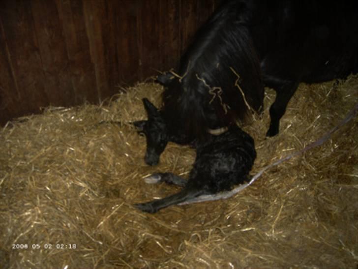 Shetlænder Bøgeskov's Gollie - Gollie lige født, billed taget af avler billede 2