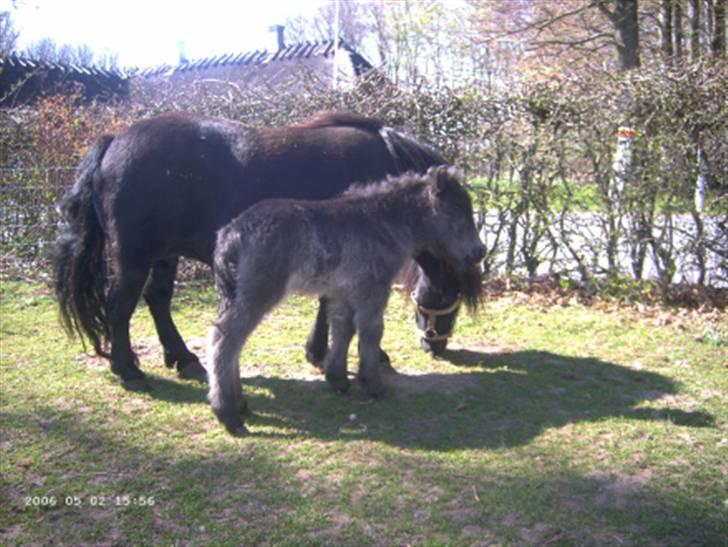Shetlænder Bøgeskov's Gollie - Gollie en af de første dage, billed taget af avler. billede 3