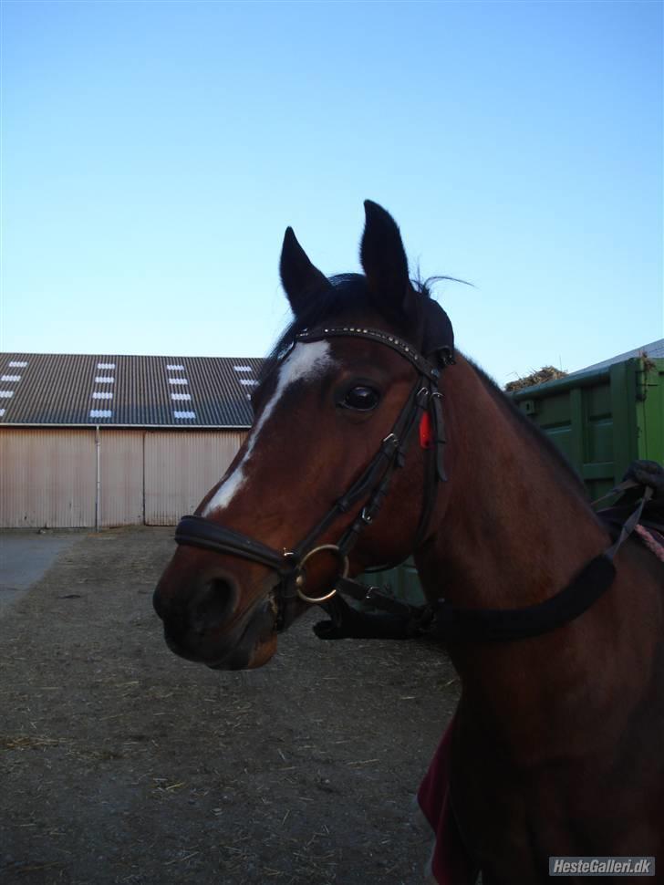 Anden særlig race Nikoline *SOLGT* billede 1