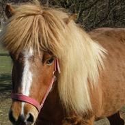 Islænder Ludo *Passer*