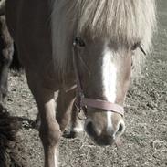 Islænder Ludo *Passer*