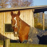 Hannoveraner Windsor D.