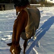 Hannoveraner Windsor D.