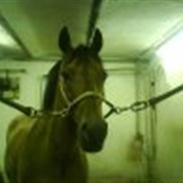 Trakehner Pineur R.I. P