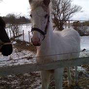 Knabstrupper Rocco Red Star