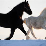 Knabstrupper Rocco Red Star