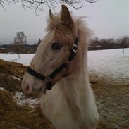 Knabstrupper Rocco Red Star