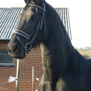 Frieser Oege (rider)