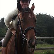 Anden særlig race Nørgårds Xantina