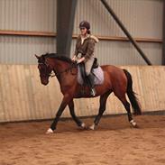 Anden særlig race Nørgårds Xantina