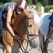 Haflinger carlos