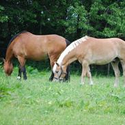 Haflinger carlos