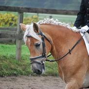 Haflinger carlos