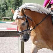 Haflinger carlos