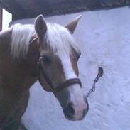 Haflinger PRINS - *SAVNET*