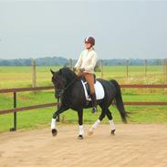 Welsh Pony af Cob-type (sec C) Carport's Chrysler