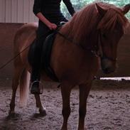 Islænder Kyndill fra Rosenlund