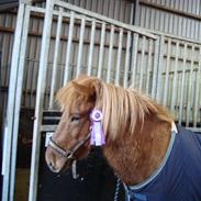 Islænder Kyndill fra Rosenlund