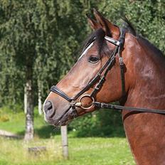 New Forest Opbroek´s Aron (solgt)