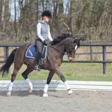 New Forest Opbroek´s Aron (solgt)