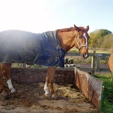 Hannoveraner Windsor D.