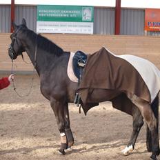 Dansk Varmblod Diavolo