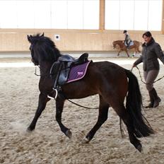 Anden særlig race Jamila 