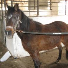 Anden særlig race Jamila 