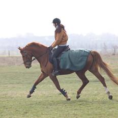 Anden særlig race Thea