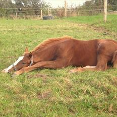 Dansk Varmblod Alby's Leonardo Da Vinci