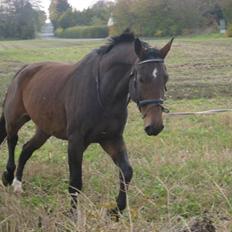 Dansk Varmblod Don Giovanni RIP 2011