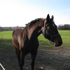 Dansk Varmblod Don Giovanni RIP 2011