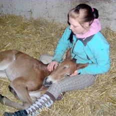 Dansk Varmblod Chico´s Cassiopaia