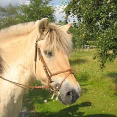 Fjordhest Lotta