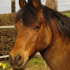 Anden særlig race Nikolai