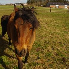 Anden særlig race Nikolai