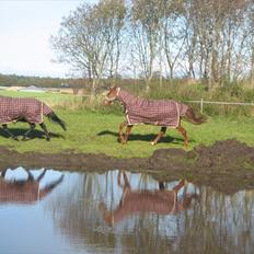 Traver Ju-bee (Far's hest)