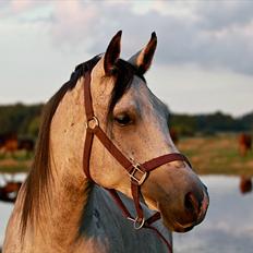 Arabisk fuldblod (OX) Ja'pih