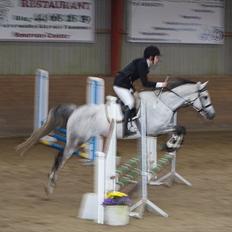 Arabisk fuldblod (OX) Ja'pih