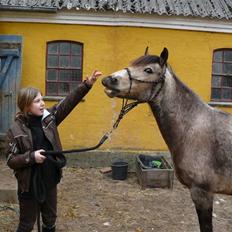 Welsh Pony (sec B) Fanny<3 Tidl part :'(!