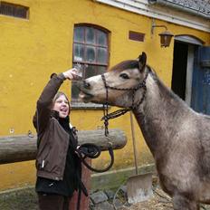Welsh Pony (sec B) Fanny<3 Tidl part :'(!