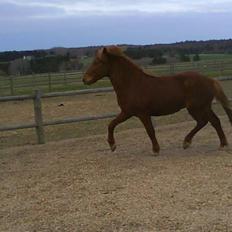 Islænder Kyndill f. Birkegården