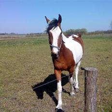 Anden særlig race olivia